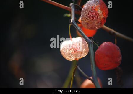 Gros plan de délicates fleurs de physalis, à la lumière du soleil Banque D'Images