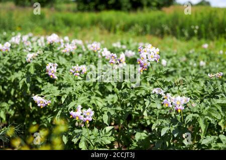 Champ de pommes de terre aux fleurs roses. Banque D'Images