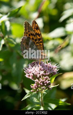 Hespérie à carreaux, Carterocephalus Palaemon, papillon. Photo prise en Slovénie. Banque D'Images