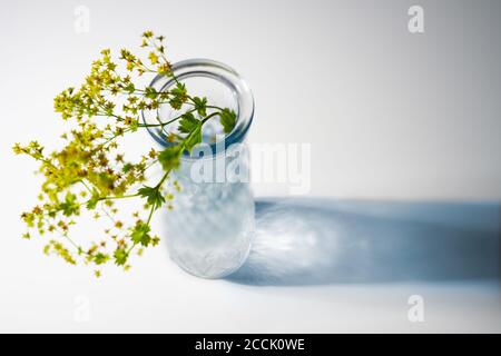 Vase en verre avec des fleurs du manteau de la dame (Alchemilla) et une ombre bleue sur un fond blanc avec espace de copie, vue de la diagonale ci-dessus, sélectionnée FO Banque D'Images