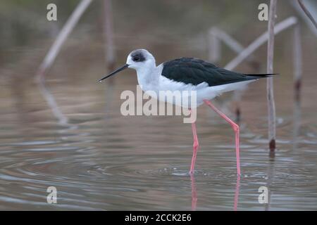 Stilt à ailes noires (Himantopus himantopus), long Valley, New Territories, Hong Kong, Chine, le 20 novembre 2018 Banque D'Images