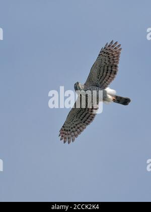 Goshawk à crête (Accipiter trivirgatus), vol d'exposition, Shek Kong, New Territories, Hong Kong 6 nov 2018 Banque D'Images