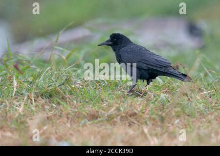 Rook (Corvus frugilegus), sous la pluie, Tai chanta Wai, Deep Bay, Hong Kong 8 janvier 2018 Banque D'Images