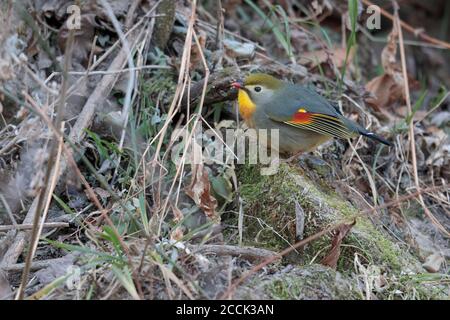 Leiothrix à bec rouge (Leiothrix lutea), Tangjiahe NNR, Sichuan, Chine 10 février 2018 Banque D'Images