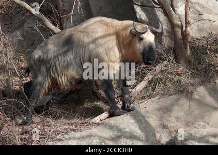 Golden Takin (Budorcas taxicolor), vue latérale, Tangjiahe NNR, Sichuan, Chine 11 février 2018 Banque D'Images