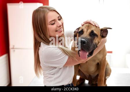 portrait d'une fille attrayante avec un chien adorable dans une clinique vétérinaire. femme heureuse caucasienne embrassant son chien amical de mastiff Banque D'Images