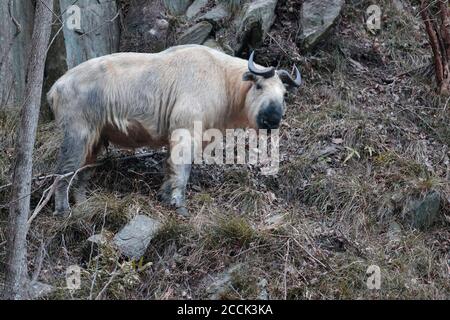Golden Takin (Budorcas taxicolor), vue latérale, Tangjiahe NNR, Sichuan, Chine 11 février 2018 Banque D'Images