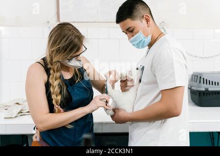 Femme coupant le lop lapin cheveux tenu par l'homme portant le masque dans un salon pour animaux Banque D'Images