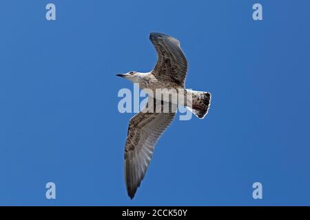 Jeune guette à pattes jaunes en vol, (Larus michahellis), près de Vrsar, Istria, Croatie Banque D'Images