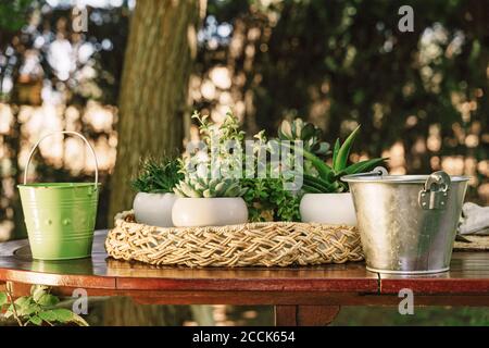 Gros plan de plantes en pot avec seaux sur table en bois dans cour Banque D'Images