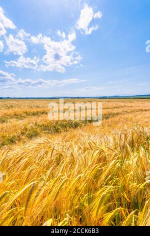 Vaste champ d'orge jaune (Hordeum vulgare) en été Banque D'Images