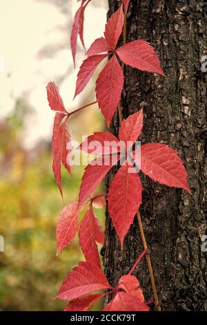 La coloration d'automne. Grimpeur de feuillus à l'automne. Virginia creeper plante sur tronc d'arbre arrière-plan. Lierre les feuilles changent de couleur. Le feuillage rouge. Plante sauvage sur paysage d'automne. La couleur de l'automne. Banque D'Images