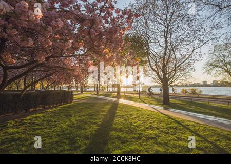 Allemagne, Hambourg, Alsterpark illuminé par le soleil couchant au printemps Banque D'Images