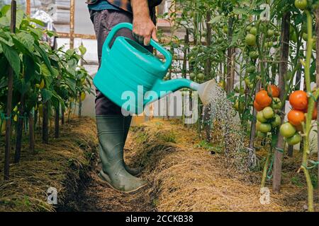 Fermier arroser des plants de tomate Banque D'Images