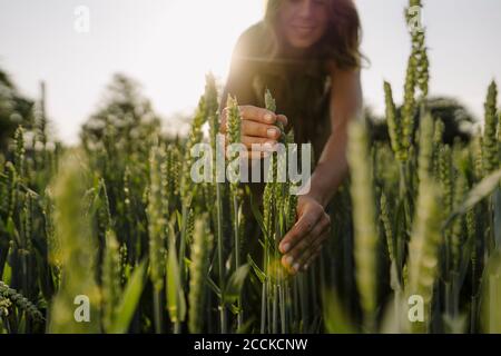 Jeune femme dans un champ de grain examinant les oreilles Banque D'Images