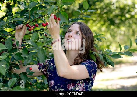 Gros plan de la jeune femme qui cueillir des cerises à la ferme Banque D'Images