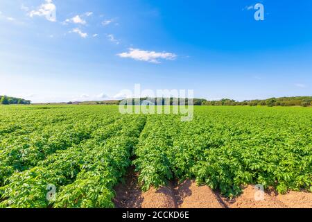 Les pommes de terre (Solanum tuberosum) poussent dans un vaste champ d'été Banque D'Images