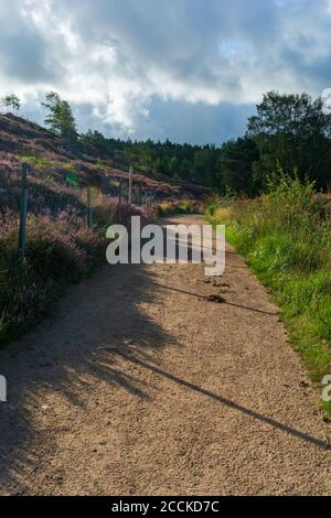 Bruyère rose et pourpre dans l'avant-groupe et un rocailleux chemin au milieu de toutes les fleurs colorées qui s'enlisent jusqu'au sommet d'une colline Banque D'Images