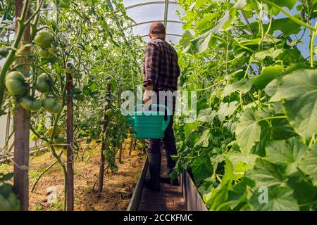 Fermier tenant arroser peut à des plants de tomate en serre Banque D'Images