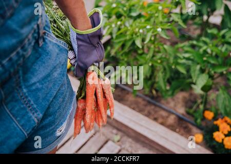 Gros plan d'une femme adulte de taille moyenne tenant des carottes debout dans la communauté jardin