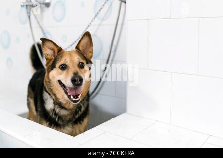 Gros plan du Berger allemand debout dans le lavabo du salon des animaux Banque D'Images