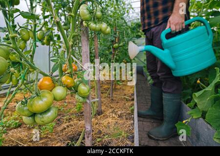 Fermier tenant arrosoir aux plants de tomate Banque D'Images