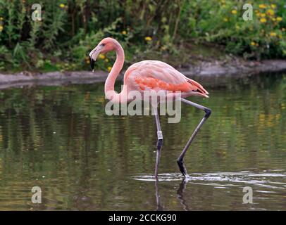 Caraïbes Flamingo (Phoenicopterus ruber) Banque D'Images
