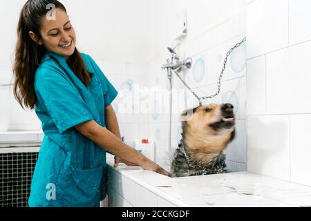 Jeune groomer souriant se baigner berger allemand dans l'évier à l'animal de compagnie salon Banque D'Images