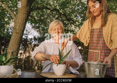 Femme âgée avec fille plantant sur une table dans la cour Banque D'Images