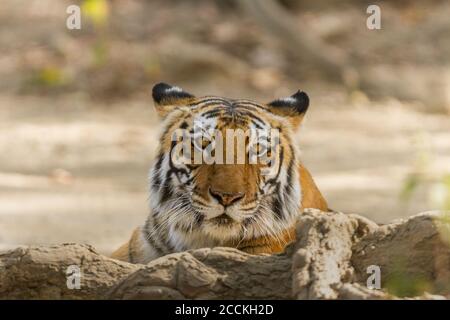 Tiger Close-up, parc national Jim Corbett, Uttarakhand, Inde Banque D'Images