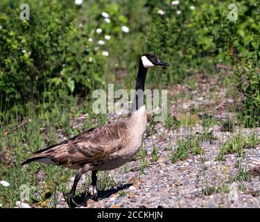 Vue en gros plan des Bernaches du Canada montrant un plumage de plumes brunes, un corps avec un arrière-plan de feuillage dans son habitat et son environnement. Banque D'Images