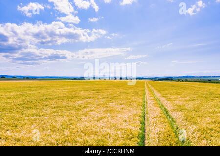 Vaste champ d'orge jaune (Hordeum vulgare) en été Banque D'Images