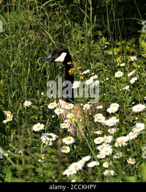 Vue rapprochée des oies canadiennes dans un champ de marguerites fleurs de prairie arrière-plan et premier plan, avec plumage de plumes marron, corps brun Banque D'Images