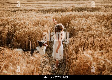 Fille jouant dans le champ de blé avec le chien Border collie Banque D'Images