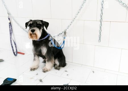 Gros plan de l'adorable schnauzer assis sur une table contre le mur à l'intérieur magasin pour animaux de compagnie Banque D'Images