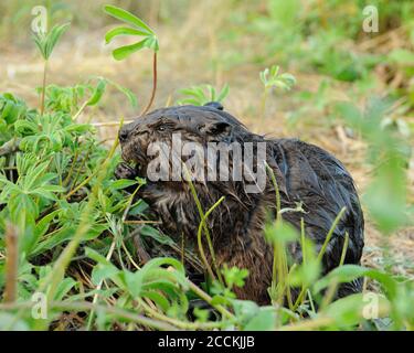 Castor bébé gros plan manger de l'herbe, montrant la fourrure brune, le corps, la tête, les yeux, les oreilles, le nez, les whiskers, les pattes, dans son environnement et l'habitat avec un feuillage FO Banque D'Images