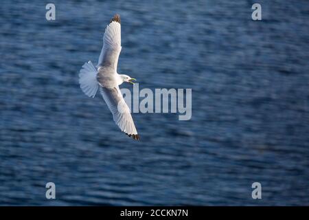 Un oiseau de mer Kittiwake adulte avec des ailes étirées largement ouvertes, s'envoguant au-dessus des vagues de la mer du Nord lors d'une journée d'été au large de la côte de Northumberland. Banque D'Images