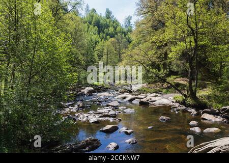 Rivière RUR traversant High Fens - Parc naturel de l'Eifel au printemps Banque D'Images