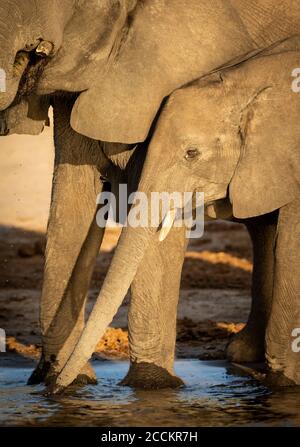 Un jeune adulte et sa mère boivent de l'eau dans la rivière Chobe Botswana Banque D'Images