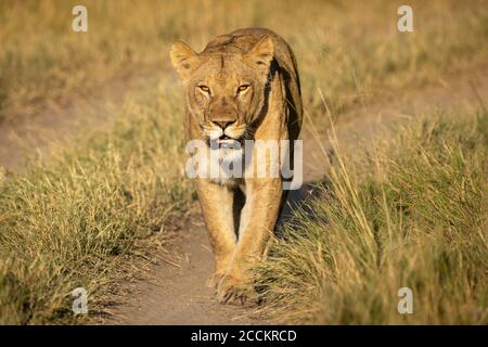 La lionne marche vers la caméra dans le soleil doré de l'après-midi à Khwai Delta de l'Okavango au Botswana Banque D'Images