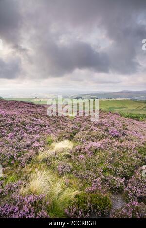 Les collines Simonside au-dessus de Rothbury dans Northumberland avec la bruyère dedans Pleine floraison lors d'une soirée orageux en août dans le Nord Angleterre de l'est Banque D'Images