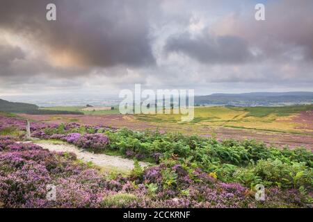 Les collines Simonside au-dessus de Rothbury dans Northumberland avec la bruyère dedans Pleine floraison lors d'une soirée orageux en août dans le Nord Angleterre de l'est Banque D'Images