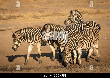 Quatre femelles zébrées debout avec des boeufs sur leur dos À la recherche d'eau à Kruger Park Afrique du Sud Banque D'Images