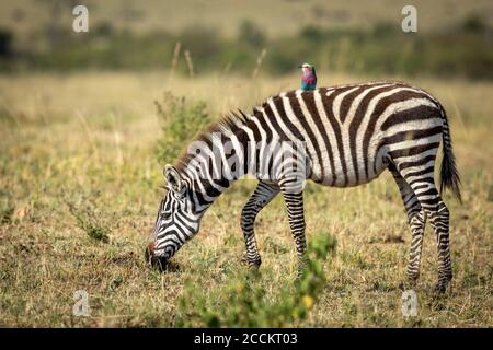 Jeune zèbre avec un rouleau lilas croisé sur son dos Manger de l'herbe à Masai Mara Kenya Banque D'Images