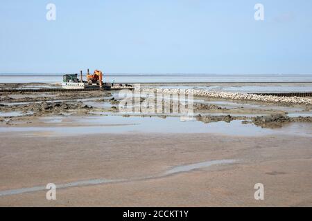 Allemagne, Basse-Saxe, tondeuse terrestre travaillant sur un mur de pierre sur une plage côtière de sable de la mer du Nord Banque D'Images