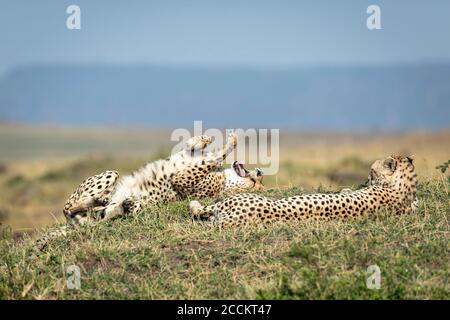 Deux guépards adultes couchés et reposant sur de l'herbe verte À Masai Mara Kenya Banque D'Images