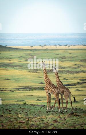 Portrait vertical de deux girafes mâles adultes debout et regardant Alerte à Masai Mara Kenya Banque D'Images