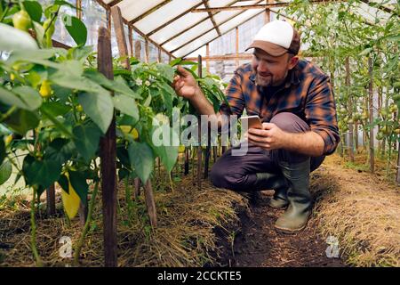 Fermier examinant les plantes de poivre dans la ferme biologique Banque D'Images