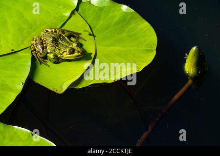 Grenouille de piscine se perçant sur un tapis de nénuphars Banque D'Images