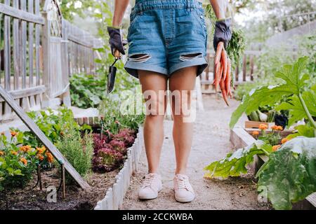 Femme adulte de taille moyenne tenant des carottes et un outil à main debout dans le potager Banque D'Images